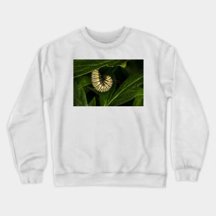 Monarch Caterpillar 4 Crewneck Sweatshirt